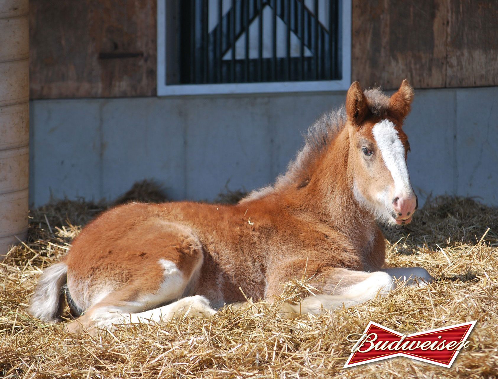 Budweiser Clydesdale Foal